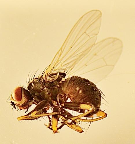 Réf. 306 308 : Coenosia tigrina